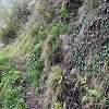 Plants: image3 103 Of 208 Thumb